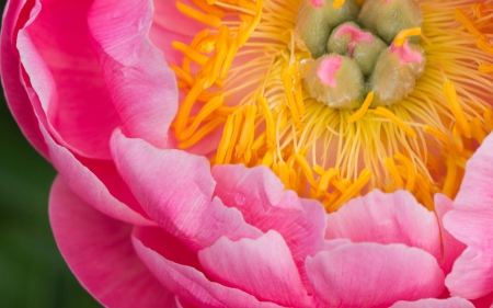 Peony - yellow, macro, pink, peony, spring, flower