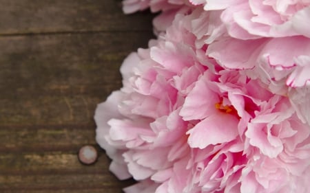 Peony - wood, flower, pink, spring