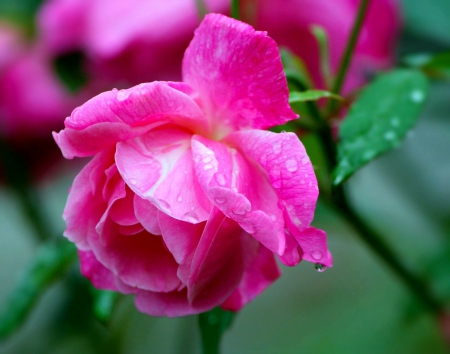 Stunning Pink Rose! - stunning, flowers, nature, rose, pink