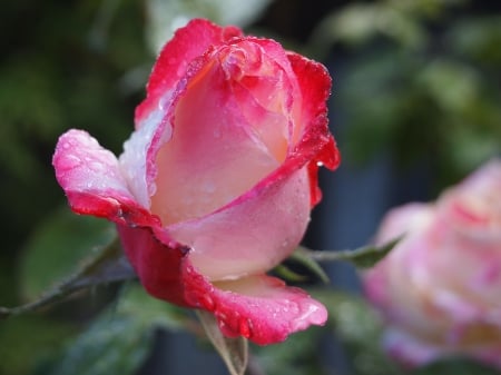 Pink Rose! - nature, flowers, rose, pink