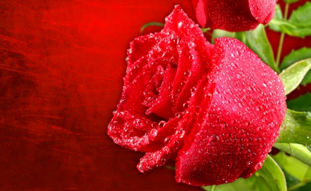 Pretty red rose - nice, background, water, wet, rose, ebautiful, pretty, red, petals, beautiful, leaves, lvoely, flower, drops