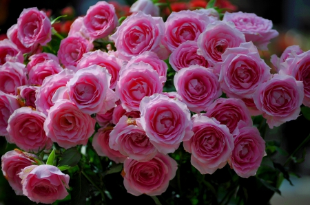 PINK SPRING - roses, blossoms, nature, pink