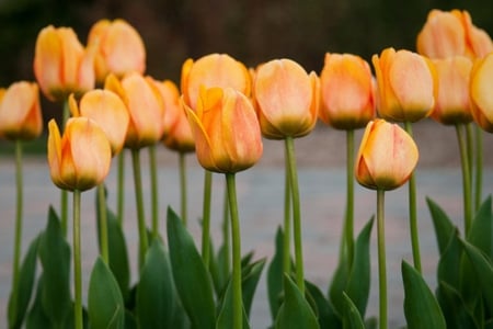 Tulips - nature, orange, tulips, flowers