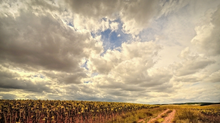 fields of sunflowers under cloudy sky - harvested, fields, road, clouds