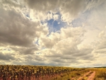 fields of sunflowers under cloudy sky