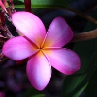 Plumeria