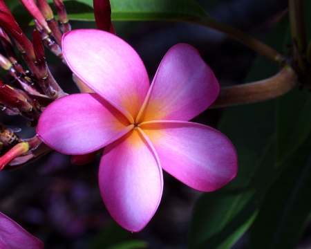 Plumeria - nature, pink, pink flower, flowers, pink flowers, pink plumeria, flower, plumeria