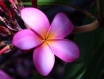 Plumeria