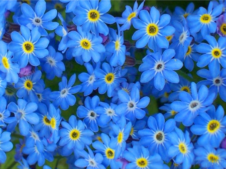 BLUES - bunch, tiny, flowers, blue