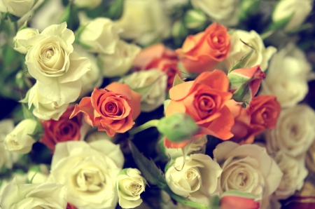 * Beauty * - flowers, flower, roses, nature