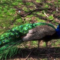 Peacock Walking 1