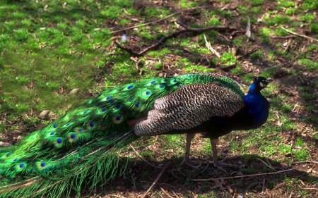 Peacock Walking 1 - wide screen, wildlife, animal, bird, peacock, photo, avian, photography