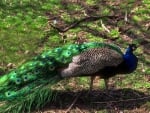 Peacock Walking 1