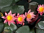 * Water lilies *