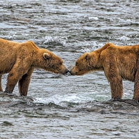 Nose to Nose Grizzlies