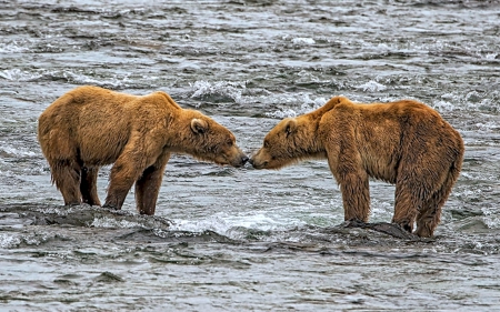 Nose to Nose Grizzlies - water, bears, grizzlies, animals