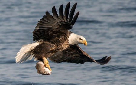 Bald Eagle with Fish - Eagle, Animals, Fish, Birds