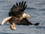 Bald Eagle with Fish