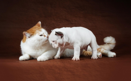 Cute friends - kitten, secret, cat, puppy, love, dog