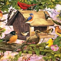 Songbirds at the Birdfeeder F1