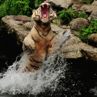 Rising Tiger
