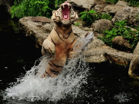 Rising Tiger - cat species, Panthera tigris, dark vertical stripes, reddish-orange fur