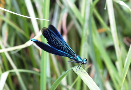 Dragon-fly. - nature, rivers, others, fields