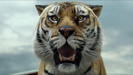 Tiger - movie, animal, lifeofpi, tiger