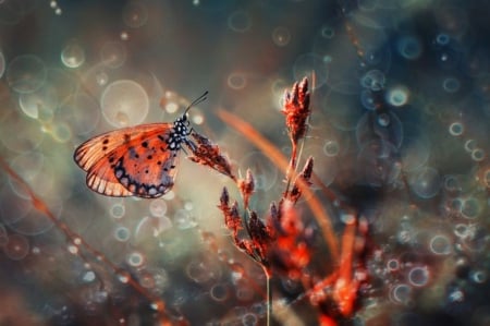 Shine on - flower, butterfly, nature, macro