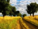 country road through yellow grass