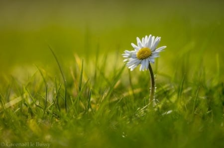 Revival - beauty, nature, macro, revival, field, daisy, outdoor