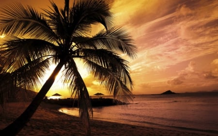 Beautiful scenery - nature, sky, beach, palm tree