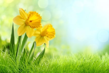 Spring Time - flowers, bokeh, nature, spring, grass, yellow flowers, spring time