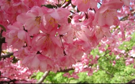 Spring blossoms - flowers, nature, spring, petals, pink