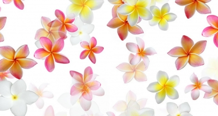 Plumeria - white, flowers, flower, plumerial