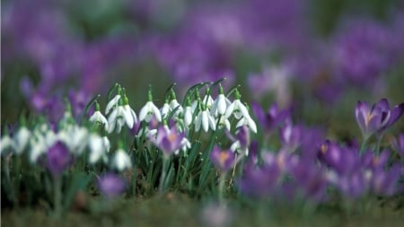 Snowdrops - nature, snowdrop, snowdrops, flowers, spring, flower