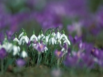 Snowdrops