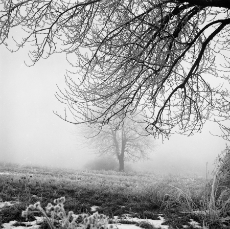 Fog - fog, nature, trees, filmphotography