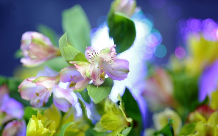 Flowers - glitter, yellow, macro, pink, green, flower