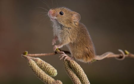 Garden mouse - animal, cute, plant, pars, garden mouse