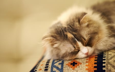 Shhh! - carpet, animal, cute, cat, orange, fluffy, sleep