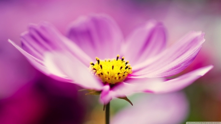 Flower - leaf, flower, nature, bud