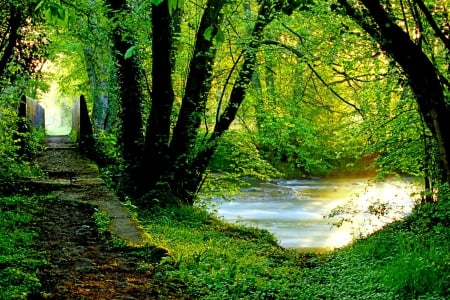 FOREST POND - forest, pond, walkway, sunshine