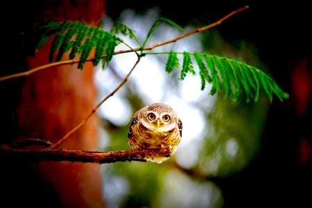 CUTE OWL - tree, owl, cute, branch