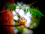 CUTE OWL