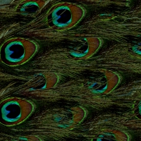 Peacock Feather