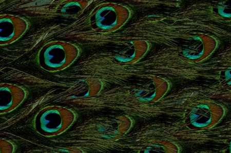 Peacock Feather - feathers, peacock feathers, feather, peacock feather, texture, textures