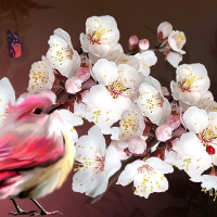 Sweet Bird Sakura Song