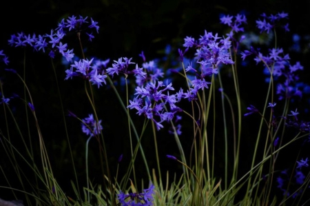 Go with flowers - flowers, nature, purple, macro, field