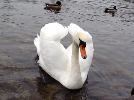 ~ ~ Swanning By ~ ~ - feathers, Wings, White, swan